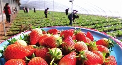 草莓采摘、貯藏的主要方式及注意事項