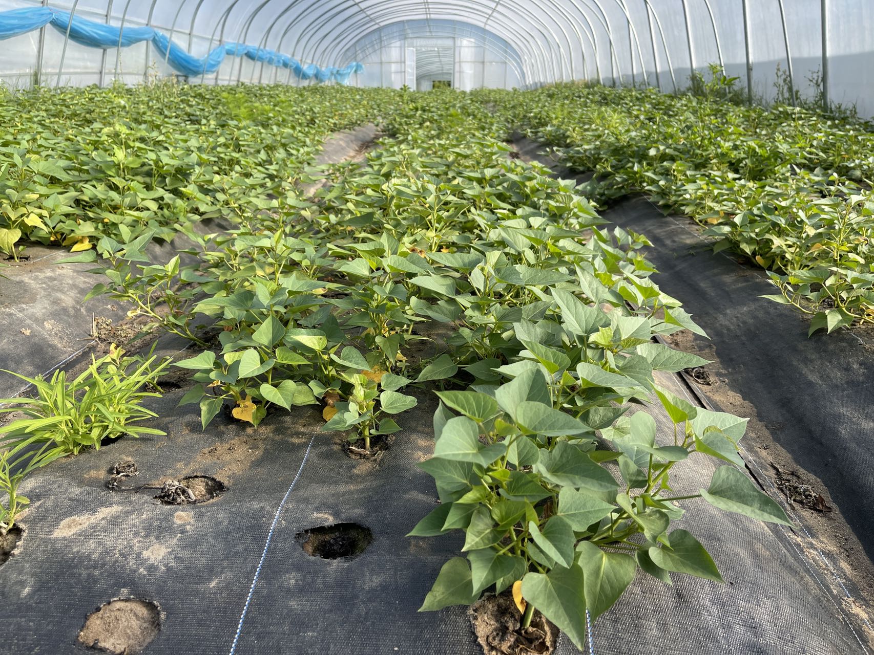 蔬菜有必要使用真空預(yù)冷機(jī)嗎？